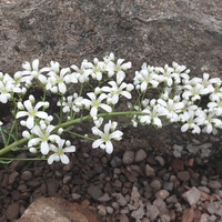 Saxifraga crustata 